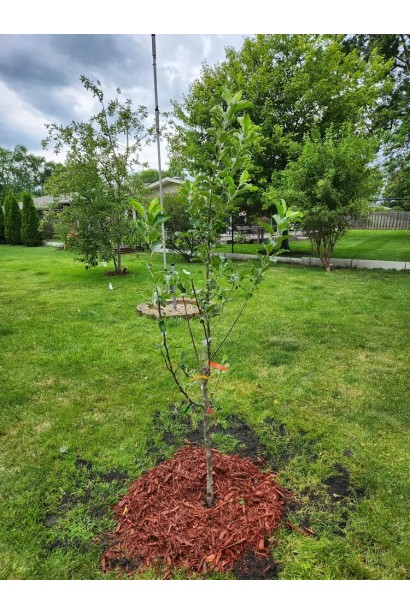 Яблуня Мельба молоде дерево